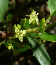 Rhamnus ilicifolia flower